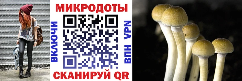 наркота  Грайворон  Псилоцибиновые грибы мицелий 